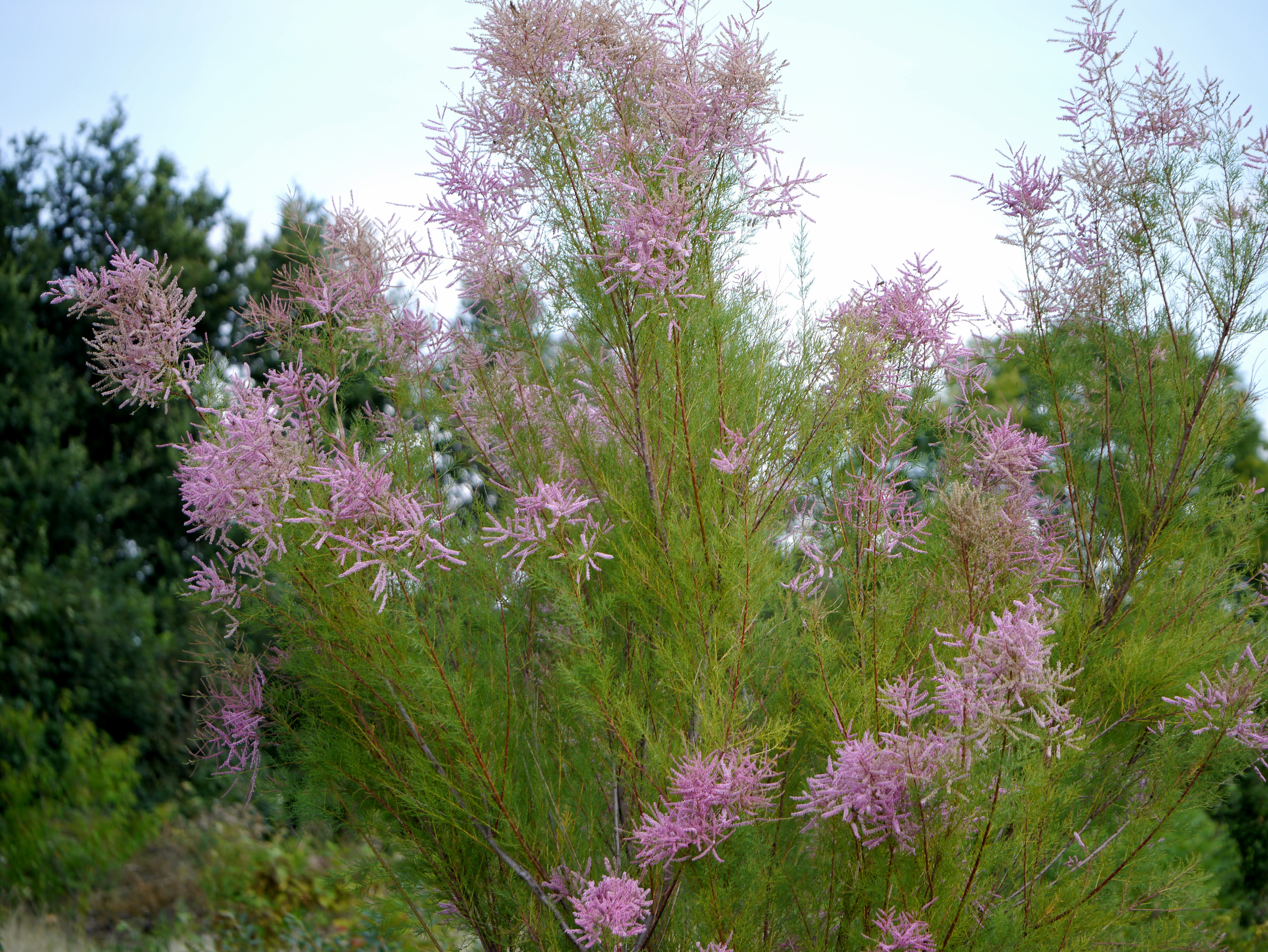 Тамарикс Pink Cascade